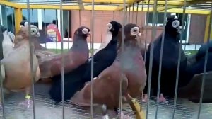 Голуби Германии. Хозяйство И. Гольмана.  Турманы, как основа Фрунзенского двухчубого турмана.