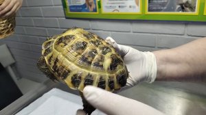 Советы Герпетолога - иммунодефицит у черепах