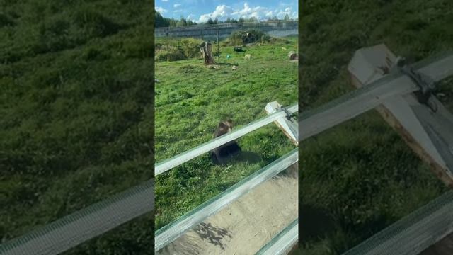 Ярославский зоопарк 🐌🦁🦧🦣🦓🦨 смотреть онлайн