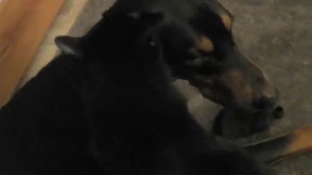 Buddha the Cat and 2 Doberman смотреть онлайн