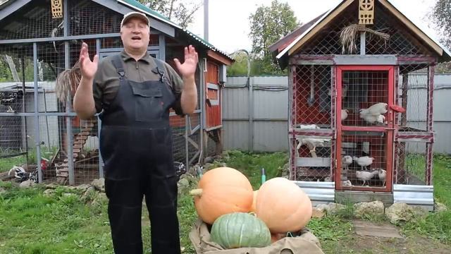 ОТЛИЧНАЯ ЯЙЦЕНОСКОСТЬ У КУР! ВЕСЬ СРОК ИХ ПРОДУКТИВНОЙ ЖИЗНИ!!! смотреть онлайн