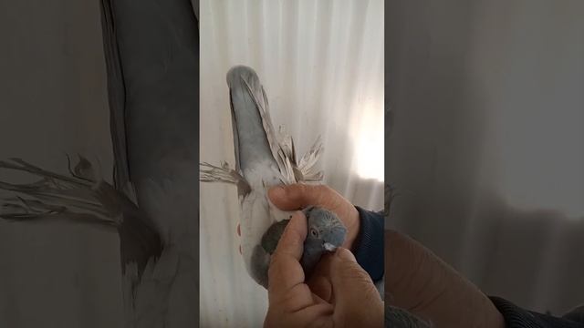 ГОЛУБИ УЗБЕКСКИЕ ДВУХЧУБЫЕ,ЧУБАТЫЕ !!! смотреть онлайн