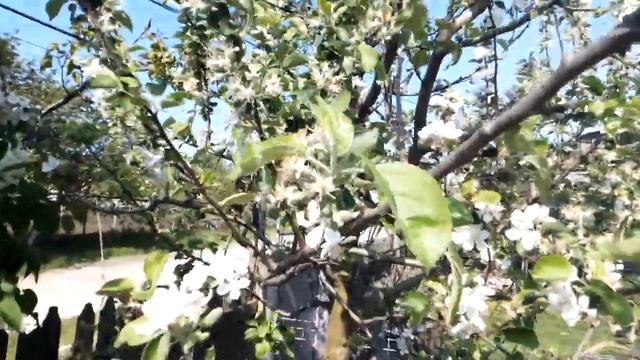 Краски весны_14 мая 2024