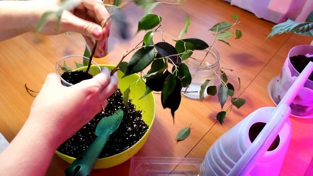 Как укоренить черенки фикуса Бенджамина смотреть онлайн
