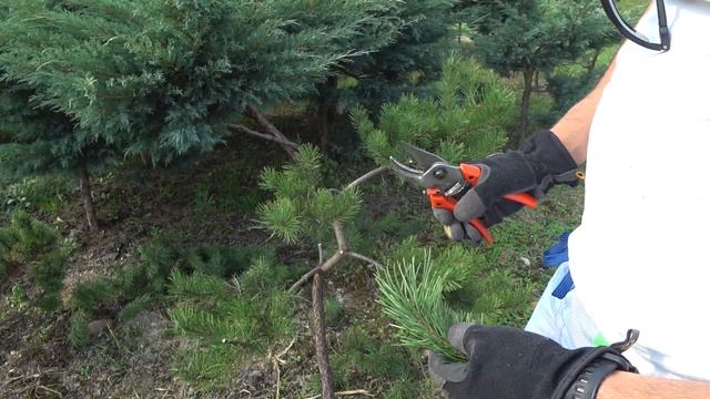 Cięcie artystyczne Jak zrobić drzewko Bonsai Formowanie sosny w bonsai Niwaki topiary смотреть онлайн