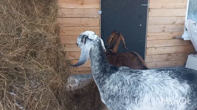 Продам нубийскую козу Шанель. смотреть онлайн