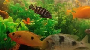 Рыбки аквариумные дельфины аулунокары мультиколор еллоу демасоники