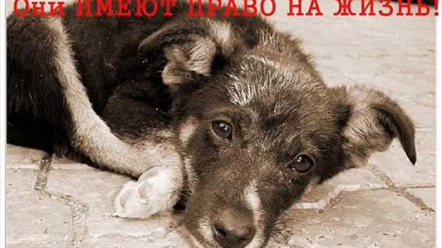 защита животных.wmv смотреть онлайн