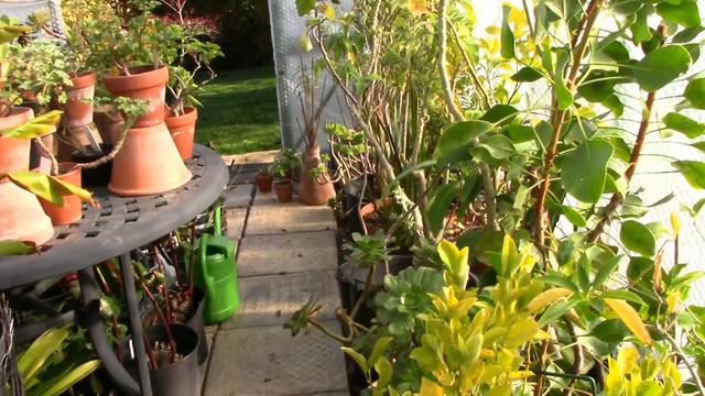 Thoughts On Winter Watering - greenhouse смотреть онлайн