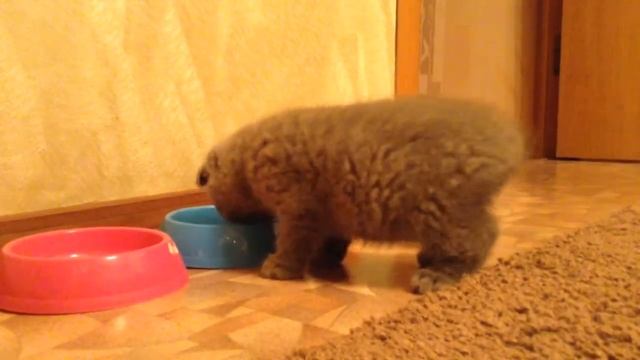 Британский котенок 1,5 месяца смотреть онлайн