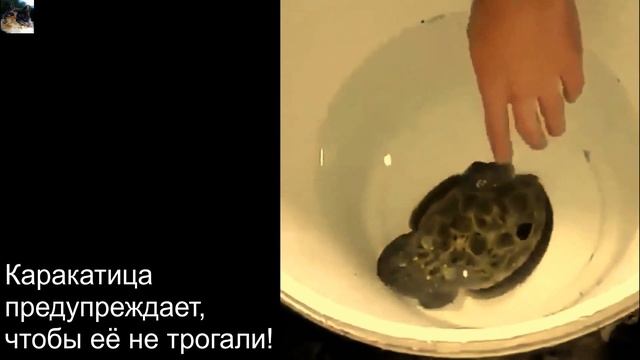 На это стоит посмотреть! Эти явления природы, ты вряд ли когда либо увидишь! смотреть онлайн