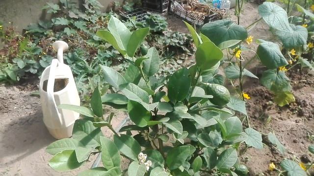 ЛИМОН ПАНДЕРОЗА + МЕЙЕРА // (PONDEROSA + MEYER LEMON)