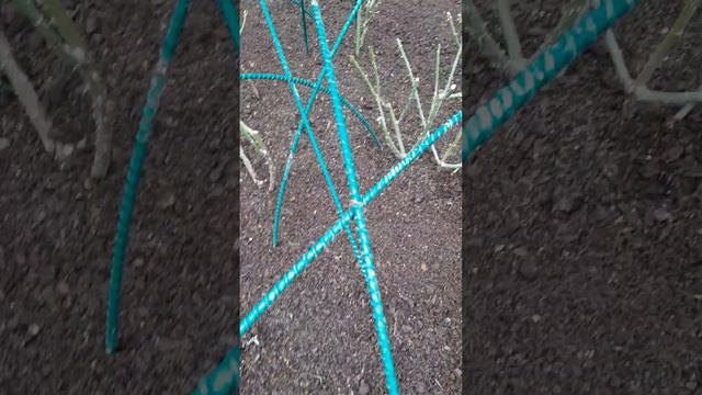 Установка каркаса для широкого розария