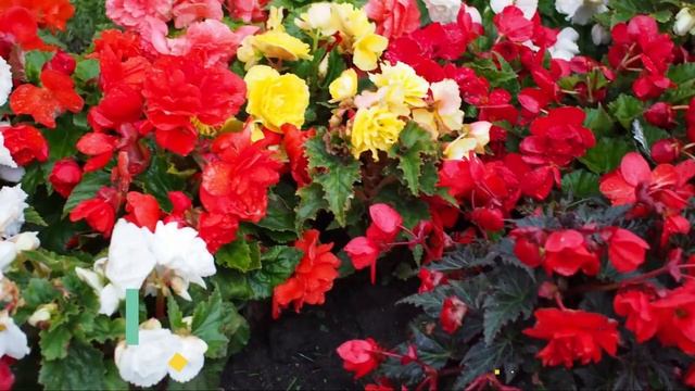 ЧТО ПОСЕЯТЬ В ЯНВАРЕ_ КАКИЕ ЦВЕТЫ и ОВОЩИ. смотреть онлайн