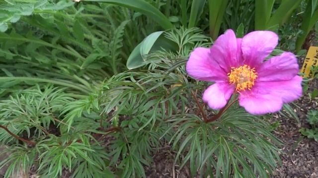 Пион степной (пион гибридный, Paeonia hybrida) смотреть онлайн