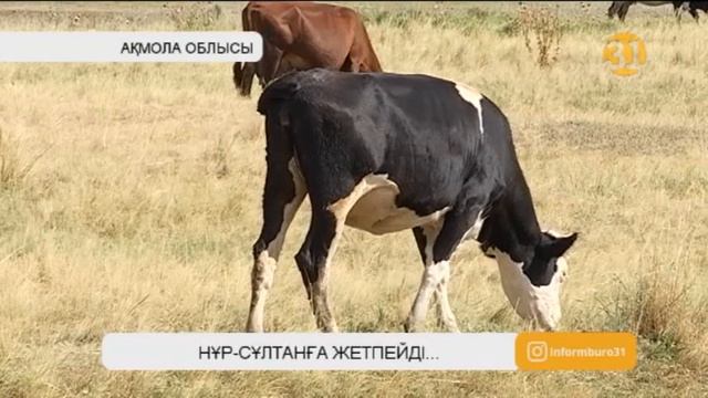 Нұр-Сұлтан тұрғындары Сібір жарасы бізге де жетуі мүмкін деп алаңдаулы смотреть онлайн