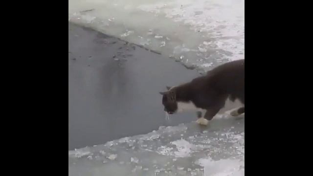 КОШКА ЛАПОЙ ЛОВИТ РЫБУ! смотреть онлайн