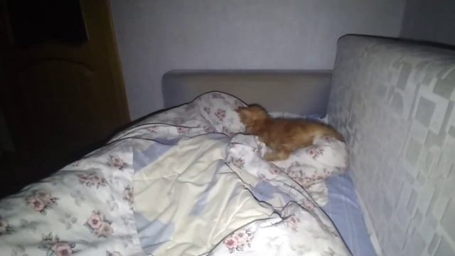 Ночной охотник смотреть онлайн