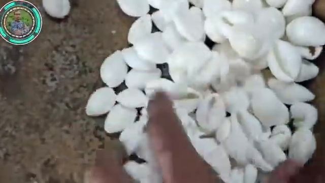 Agathis Moorei | White Kauri | Queensland Kauri | Agasthis Robusta | Kauri | Kawri | Kodi #jayherb смотреть онлайн