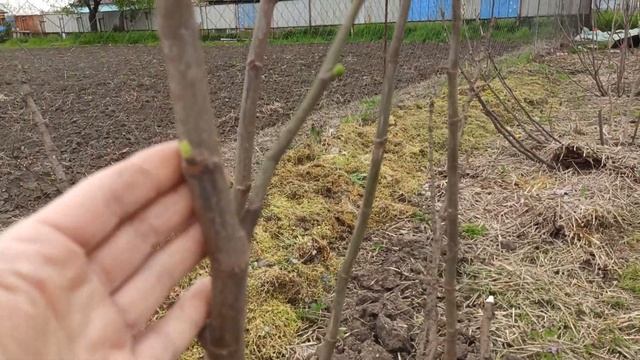 Как перезимовал инжир? Результат разных способов укрытия. смотреть онлайн