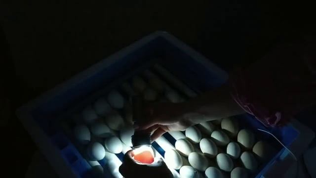 ПОДРОБНОЕ ОВОСКОПИРОВАНИЕ ЯИЦ НА 7-Е СУТКИ смотреть онлайн