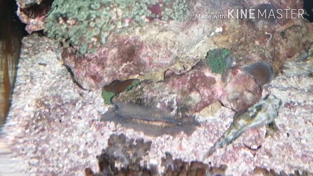 Плоский морской червь в морском аквариуме смотреть онлайн