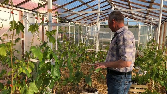 Весенние работы на винограднике. Цветение, нормировка побегами, подкормка. Сергей Певнёв(23.05.2020 смотреть онлайн