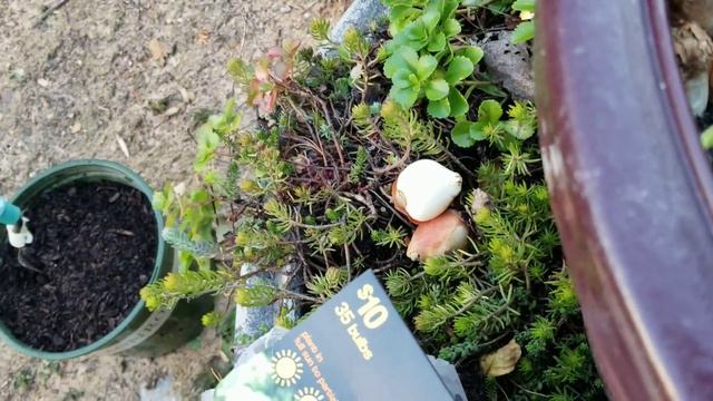 Planting tulips today!!! смотреть онлайн