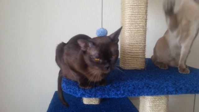 Европейская Бурма питомника EL CORAZON