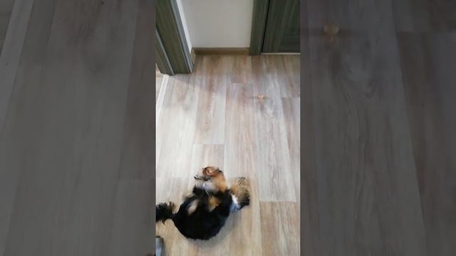 Роза играет с виноградом смотреть онлайн