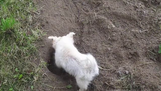 Dog Makes Hole - Funny Dog - Собака делает дырку - Смешная собака смотреть онлайн