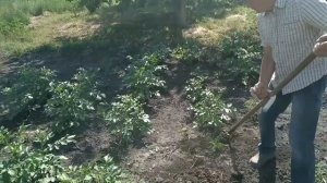 Картошка без копания земли, Плоскорезом косой