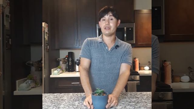 Sansevieria Ehrenbergii, Samurai Dwarf Sanseveiria Care