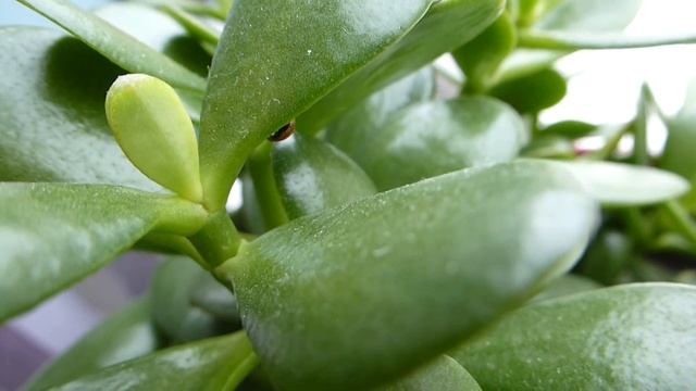 Божья коровка :) смотреть онлайн