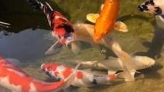 🌌Новые интро и аутро+новая ОС🌌gacha club 🌌 смотреть онлайн