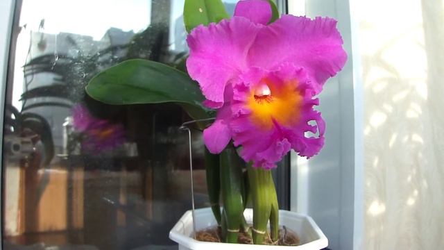 Орхидея Rhyncholaeliocattleya Pink Empress 'Morning Glory' ORCHIDS смотреть онлайн