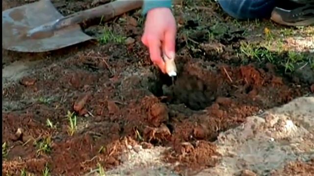 Рододендрон садовый посадка и уход ч.1