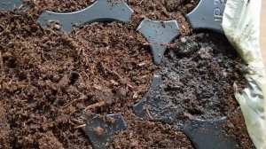 Колеусы сортовые|Стоит ли покупать семенами??