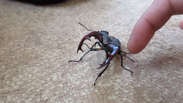 Жук олень рогач в доме смотреть онлайн