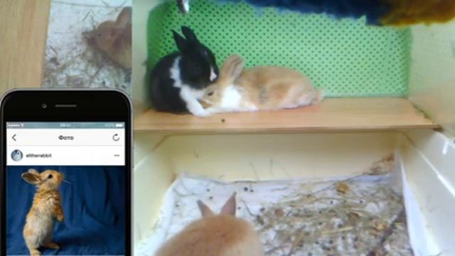 Крольчата и мама-крольчиха.. Прямая трансляция. смотреть онлайн