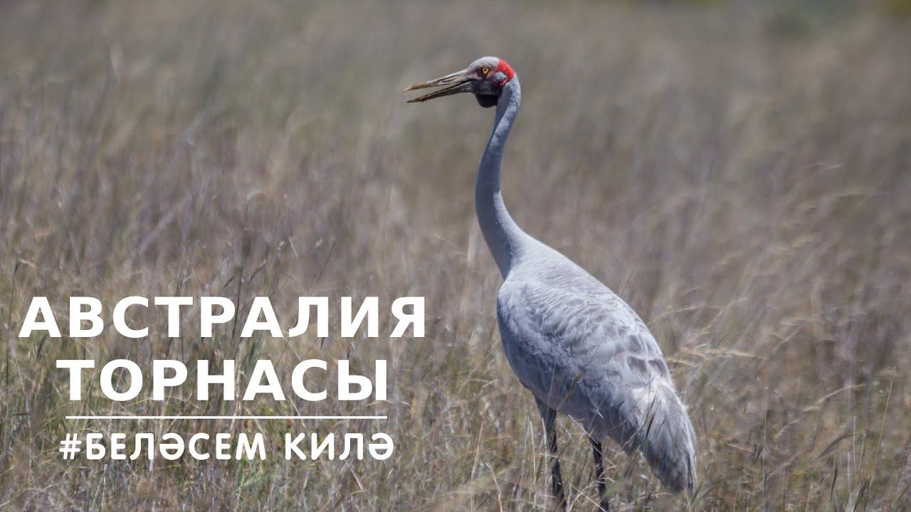 БЕЛӘСЕМ КИЛӘ: Австралия торнасы / Журавль / Crane смотреть онлайн