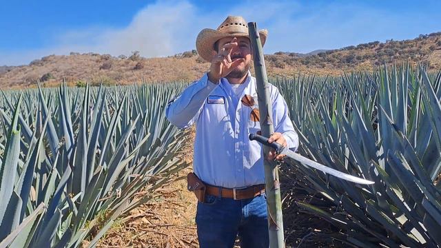 como saber si mi agave esta maduro. смотреть онлайн