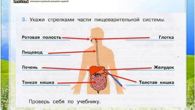 Задание 3 Наше питание - Окружающий мир 3 класс (Плешаков А.А.) 1 часть смотреть онлайн