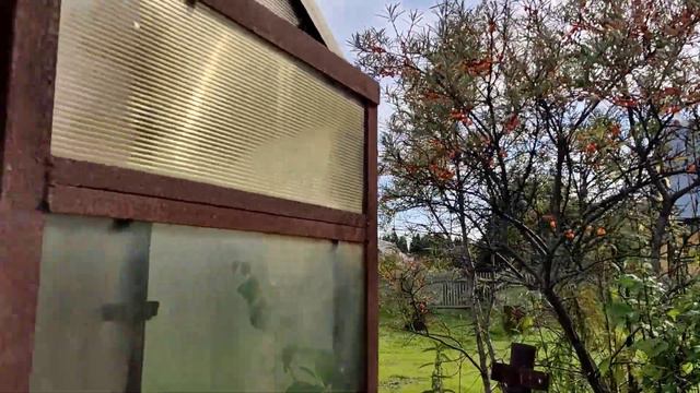 Выкопали картошку#дача #лето #картошка