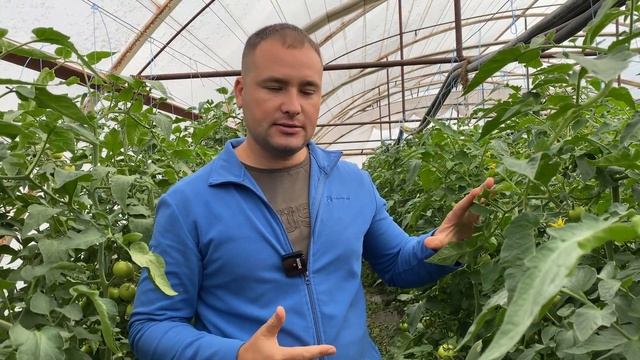 ТОП 5 ФУНГИЦИДОВ ПРОТИВ КЛАДОСПОРИОЗА смотреть онлайн