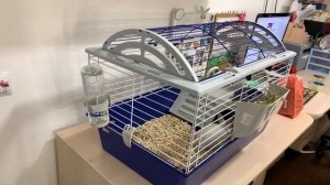 ДЕКОРАТИВНЫЙ КРОЛИК КУПИЛА ДОЧКЕ : ПЕРВЫЕ ПОКУПКИ КРОЛИКА! ?? ОБЗОР ПЕРВОЕ ВПЕЧАТЛЕНИЕ