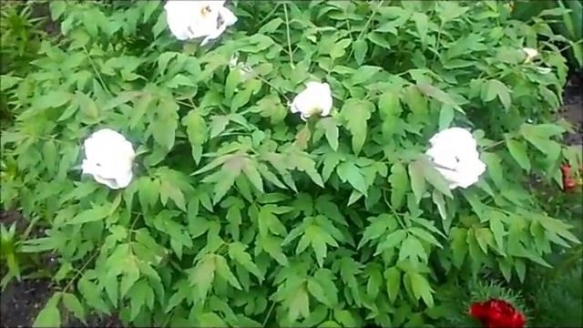 ДРЕВОВИДНЫЙ ПИОН 2016 год смотреть онлайн