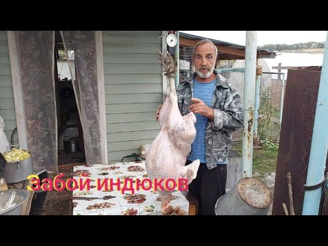 забой индюков хайбрид конвертер... смотреть онлайн