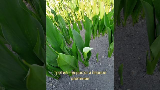 Калла из семян смотреть онлайн