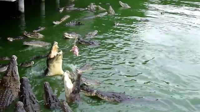 Как кормить крокодилов. смотреть онлайн